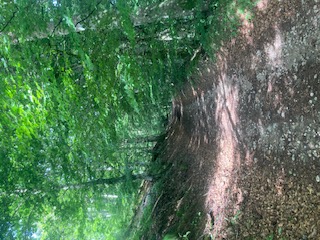 Gestalt-thérapie à Chambéry, présence vivante et sensible